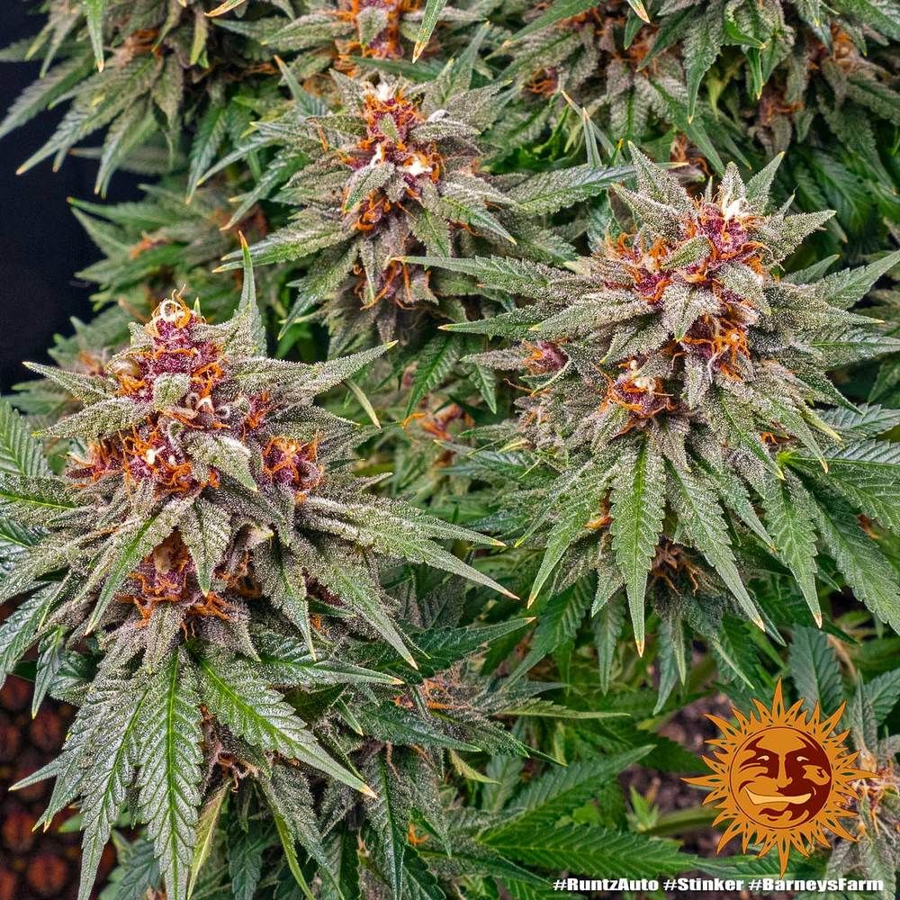 Barney's Farm - Runtz Auto (auto/fem.)