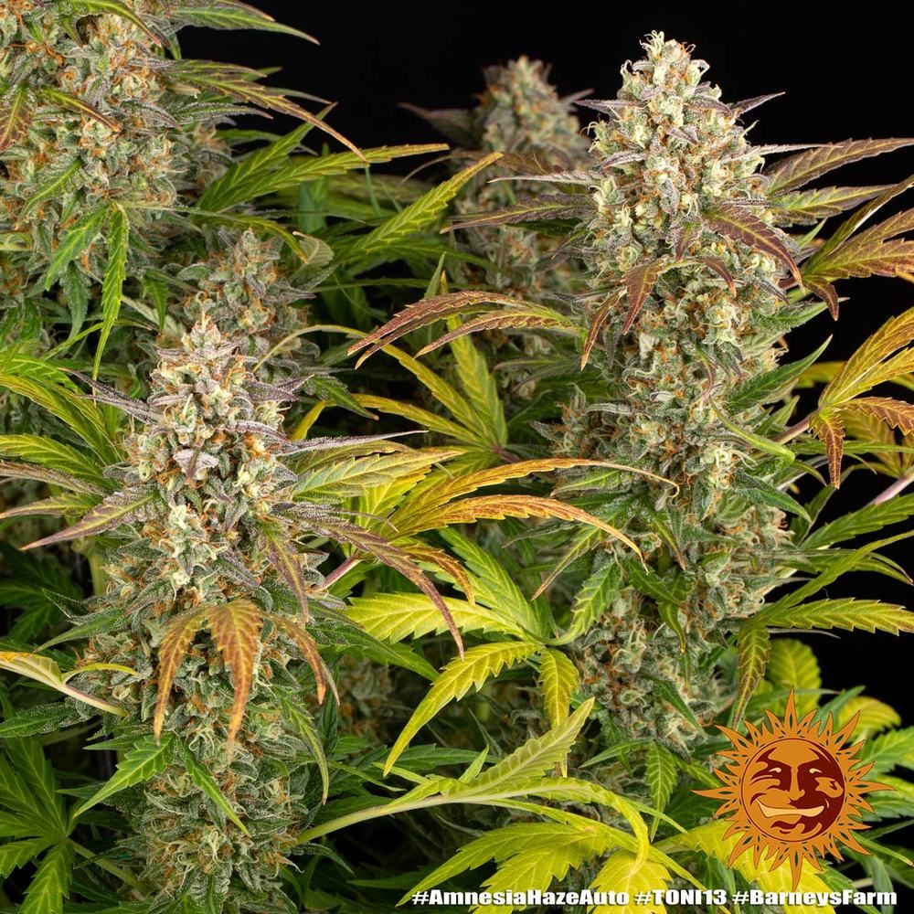 Barney's Farm - Amnesia Haze Auto (auto/fem.)