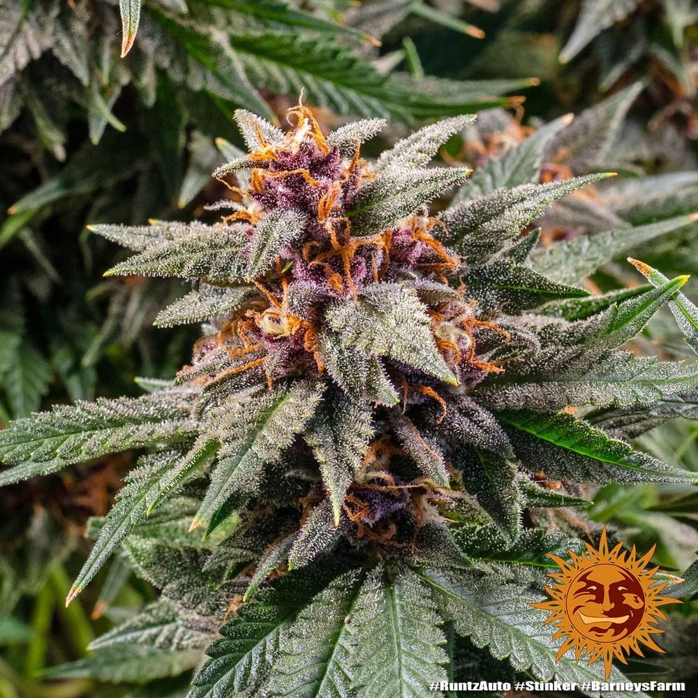 Barney's Farm - Runtz Auto (auto/fem.)