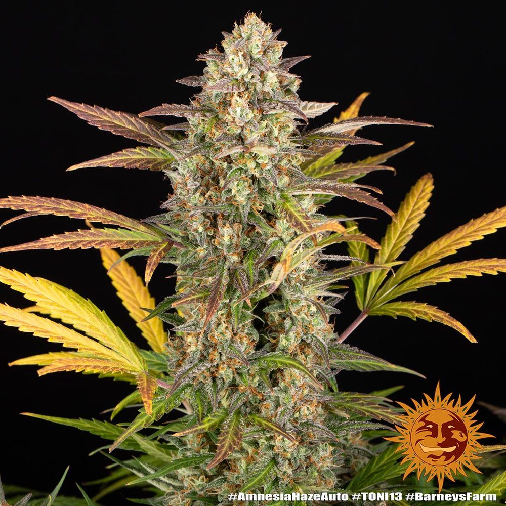 Barney's Farm - Amnesia Haze Auto (auto/fem.)