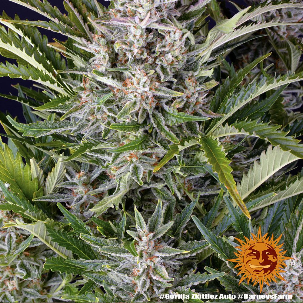 Barney's Farm - Gorilla Zkittlez Auto aka Gorilla Z Auto (auto/fem.)
