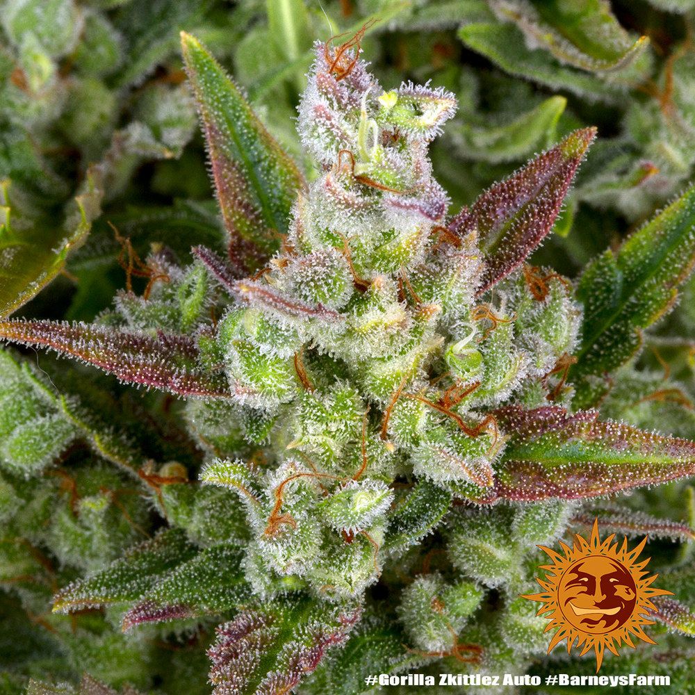Barney's Farm - Gorilla Zkittlez Auto aka Gorilla Z Auto (auto/fem.)