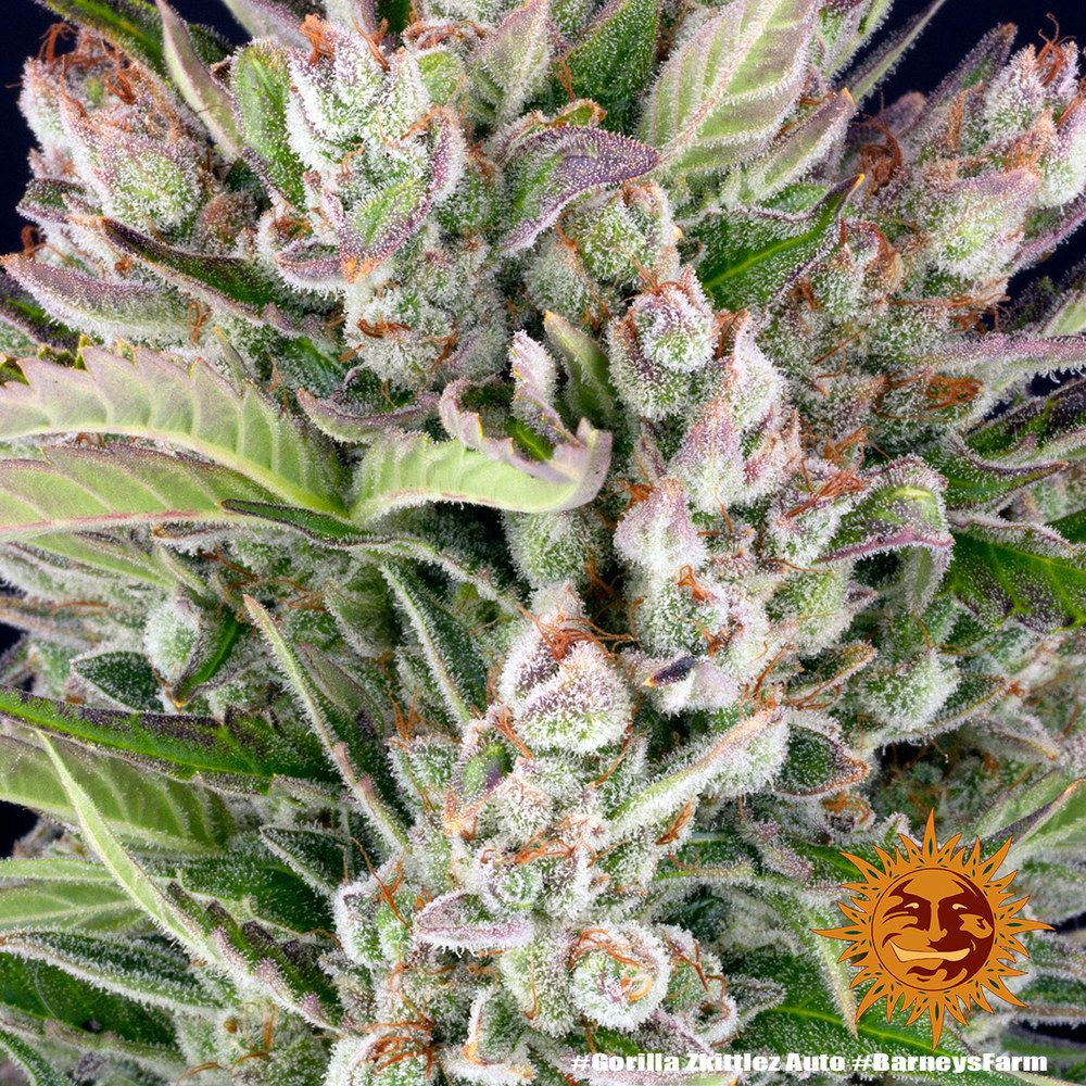 Barney's Farm - Gorilla Zkittlez Auto aka Gorilla Z Auto (auto/fem.)