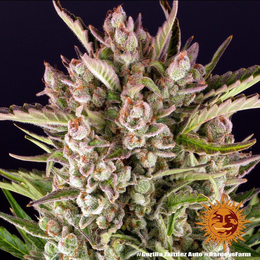 Barney's Farm - Gorilla Zkittlez Auto aka Gorilla Z Auto (auto/fem.)