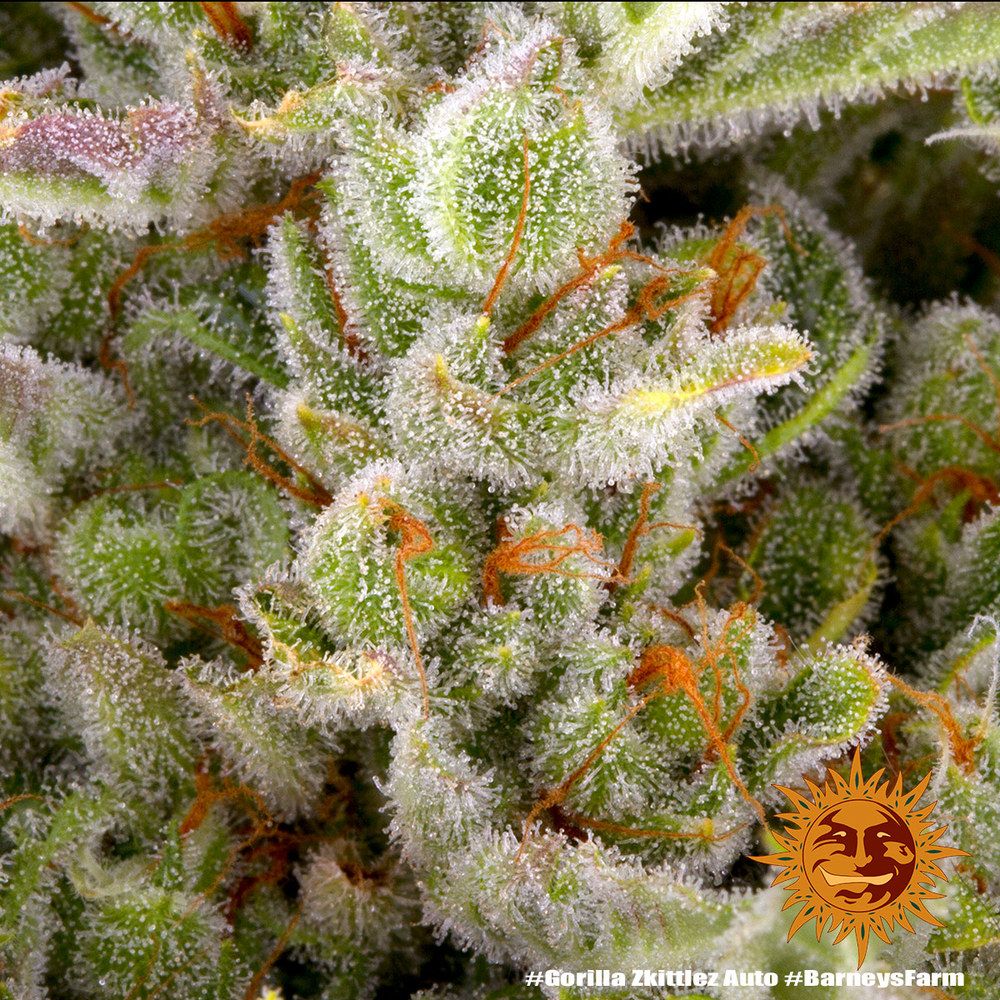 Barney's Farm - Gorilla Zkittlez Auto aka Gorilla Z Auto (auto/fem.)