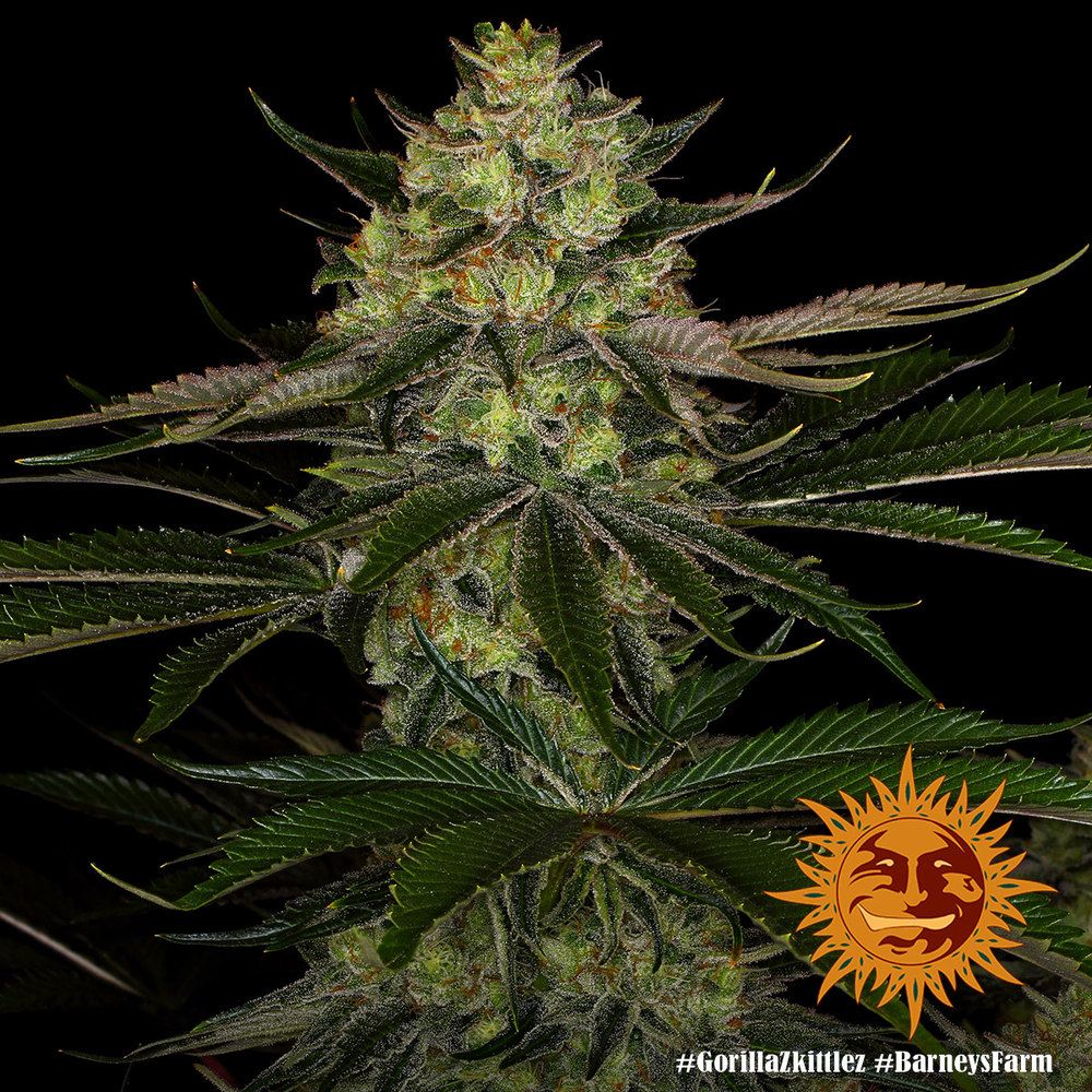 Barney's Farm - Gorilla Zkittlez aka Gorilla Z (fem.)