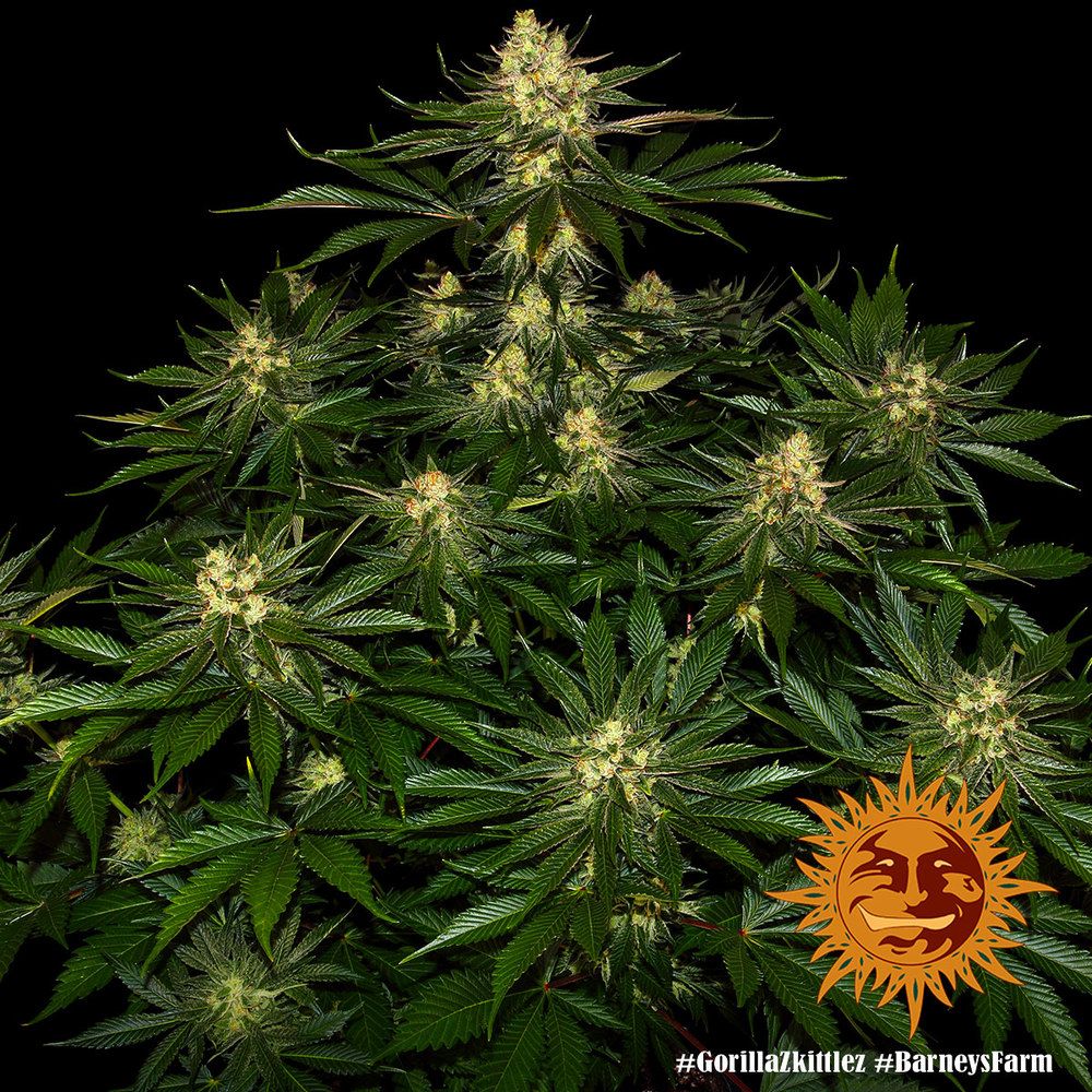 Barney's Farm - Gorilla Zkittlez aka Gorilla Z (fem.)