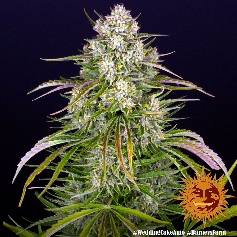Barney's Farm - Wedding Cake Auto (auto/fem.)