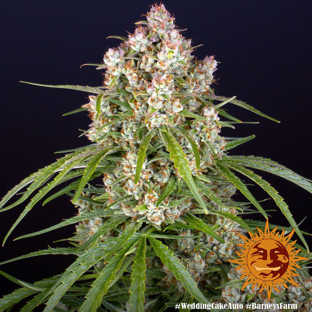 Barney's Farm - Wedding Cake Auto (auto/fem.)