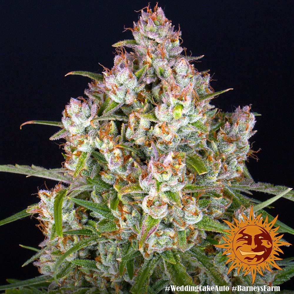 Barney's Farm - Wedding Cake Auto (auto/fem.)