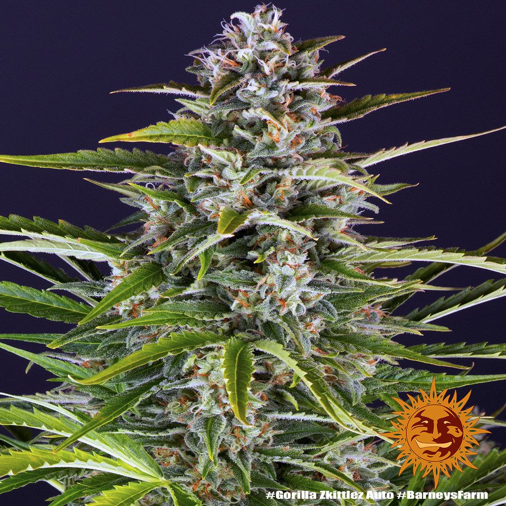 Barney's Farm - Gorilla Zkittlez Auto aka Gorilla Z Auto (auto/fem.)