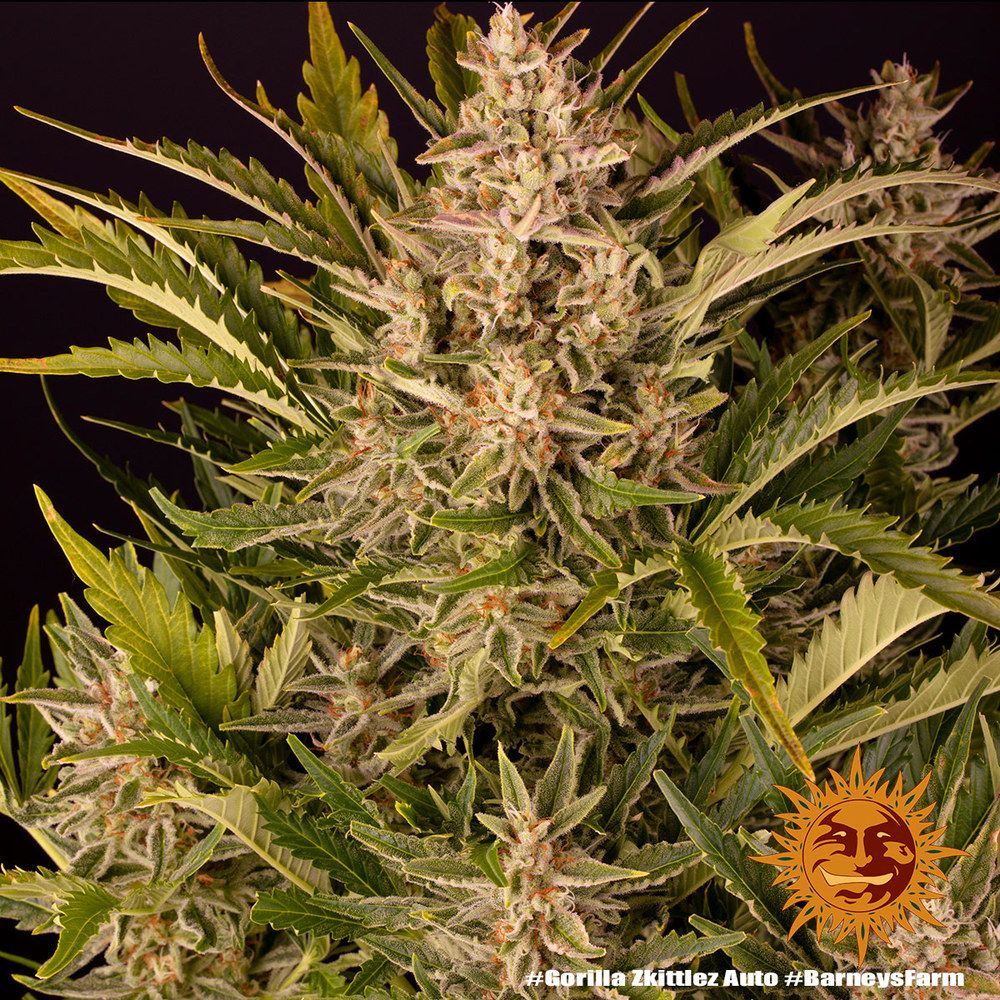 Barney's Farm - Gorilla Zkittlez Auto aka Gorilla Z Auto (auto/fem.)