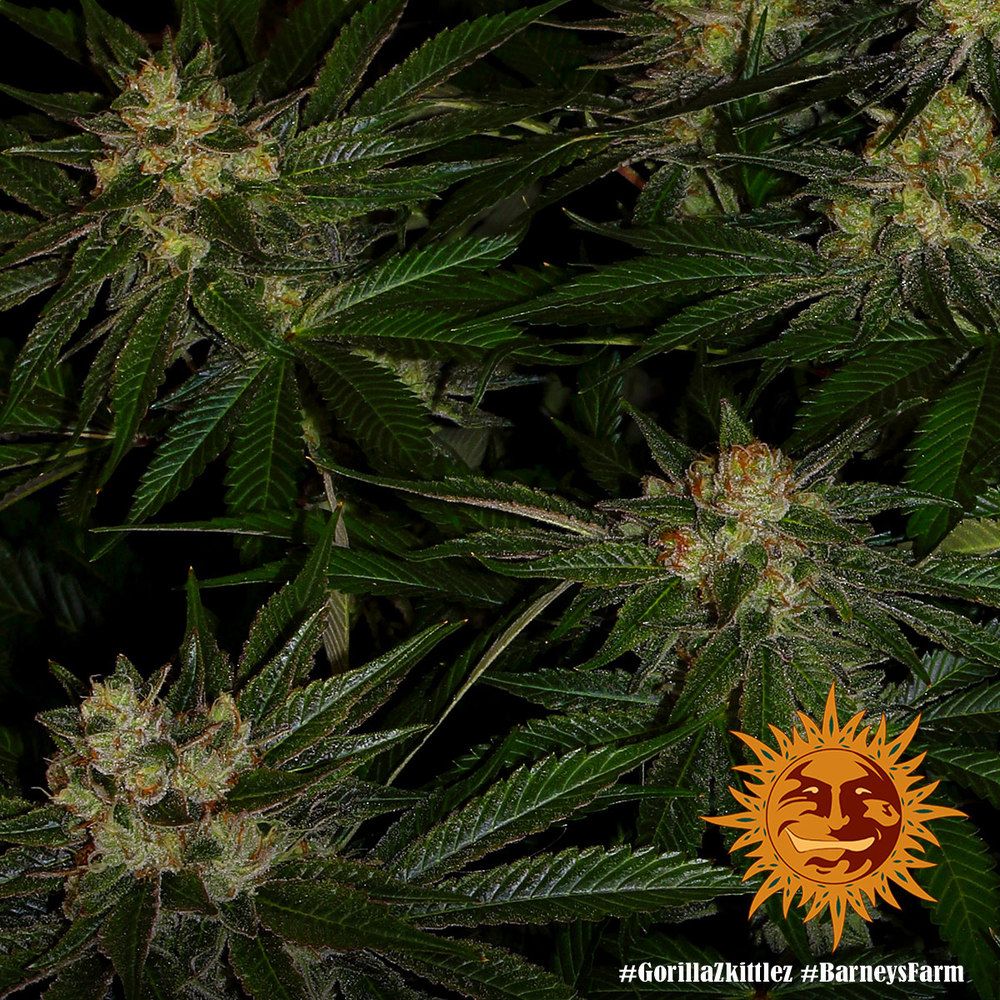 Barney's Farm - Gorilla Zkittlez aka Gorilla Z (fem.)