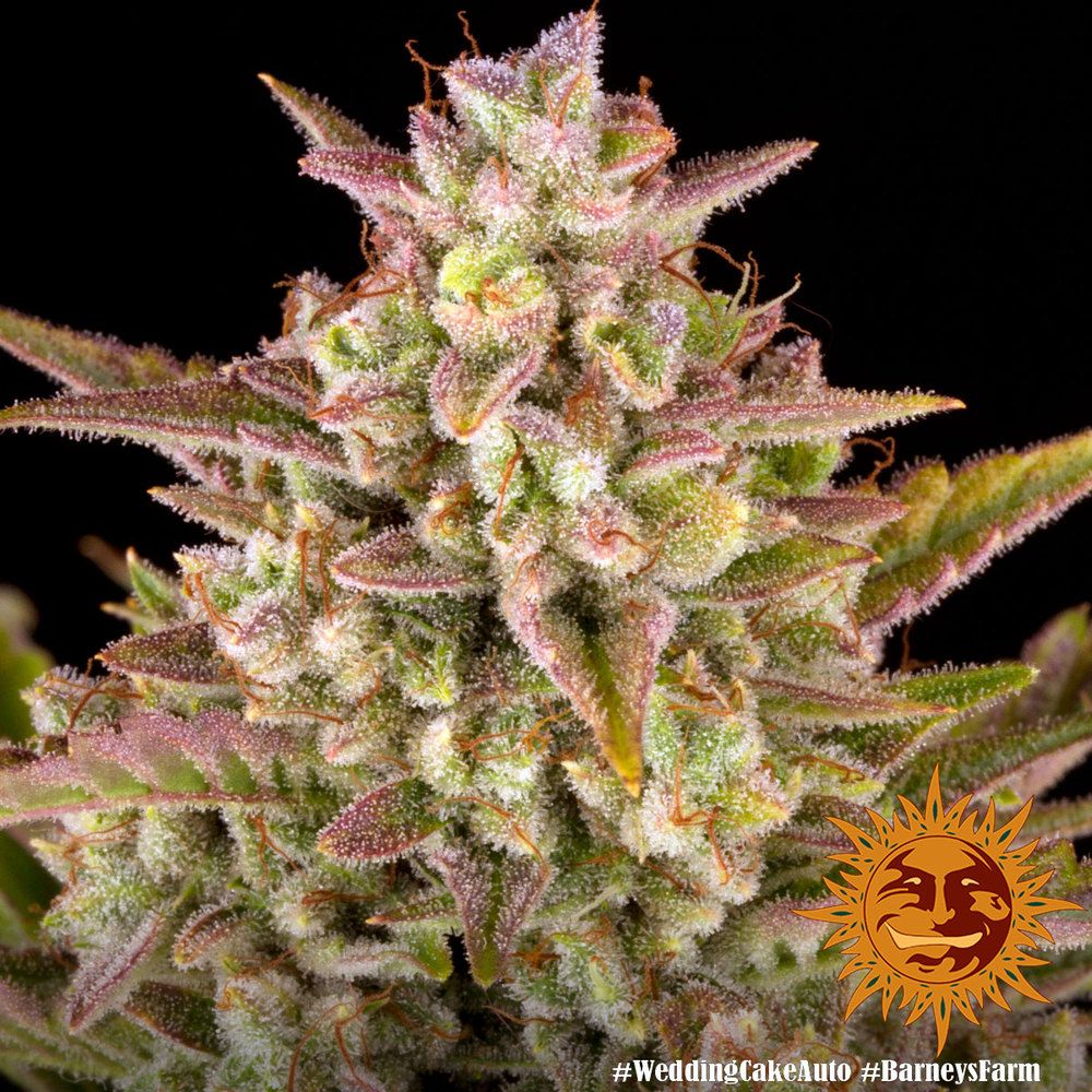 Barney's Farm - Wedding Cake Auto (auto/fem.)