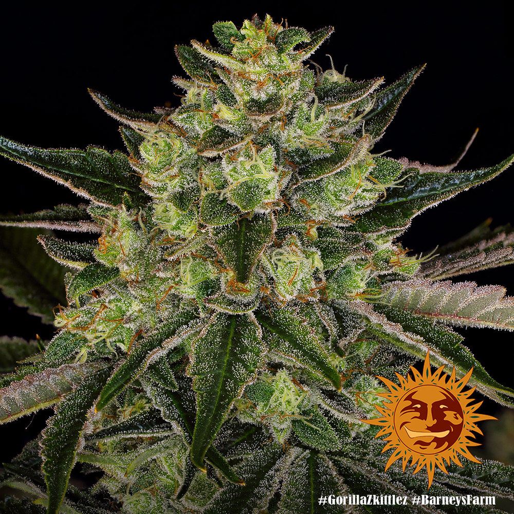 Barney's Farm - Gorilla Zkittlez aka Gorilla Z (fem.)