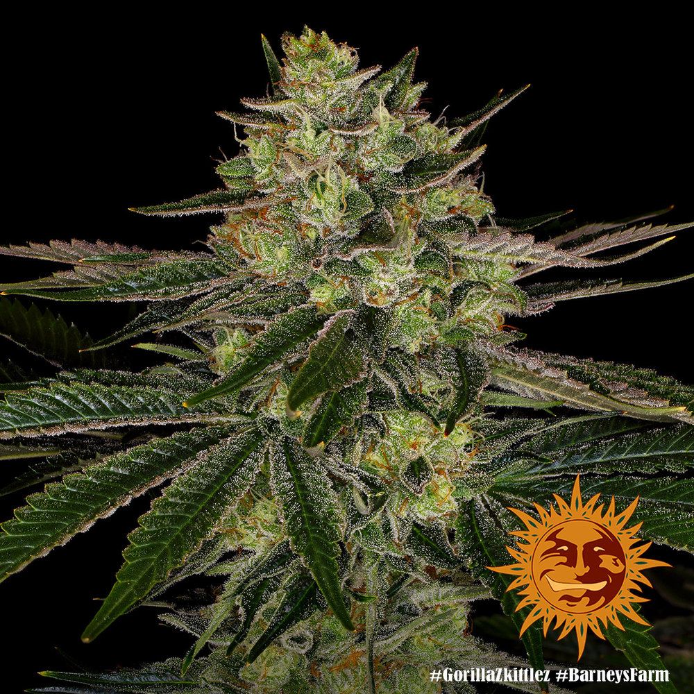 Barney's Farm - Gorilla Zkittlez aka Gorilla Z (fem.)