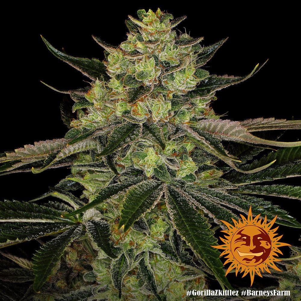 Barney's Farm - Gorilla Zkittlez aka Gorilla Z (fem.)