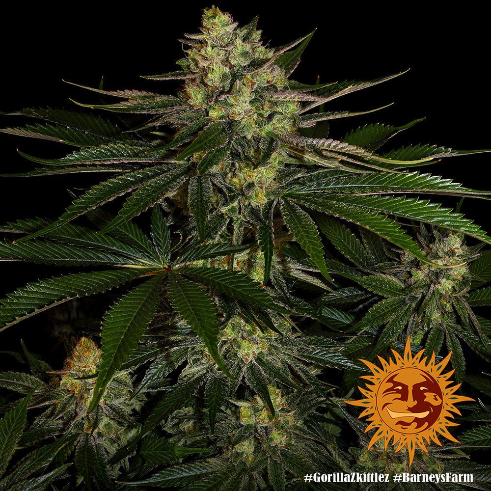 Barney's Farm - Gorilla Zkittlez aka Gorilla Z (fem.)