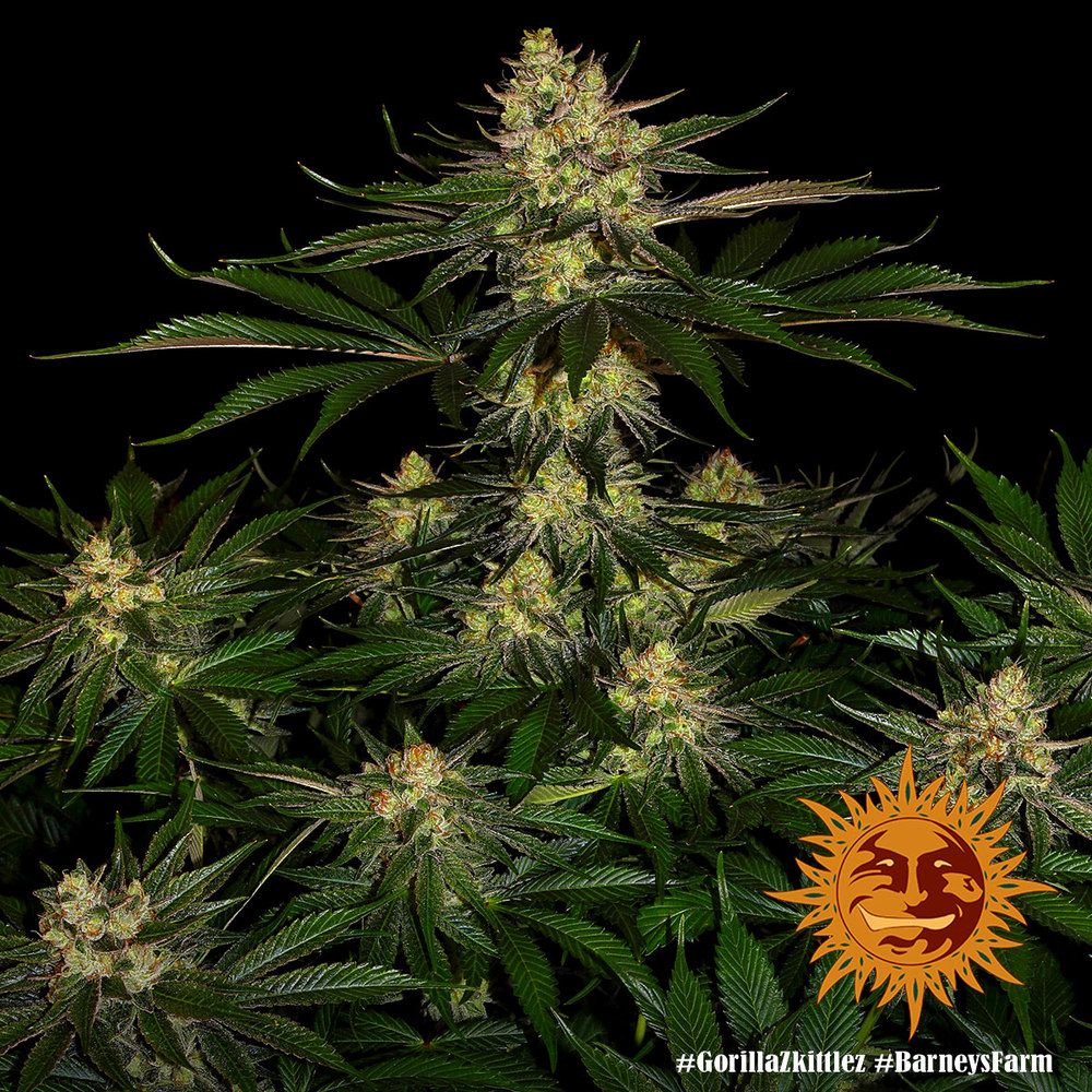 Barney's Farm - Gorilla Zkittlez aka Gorilla Z (fem.)