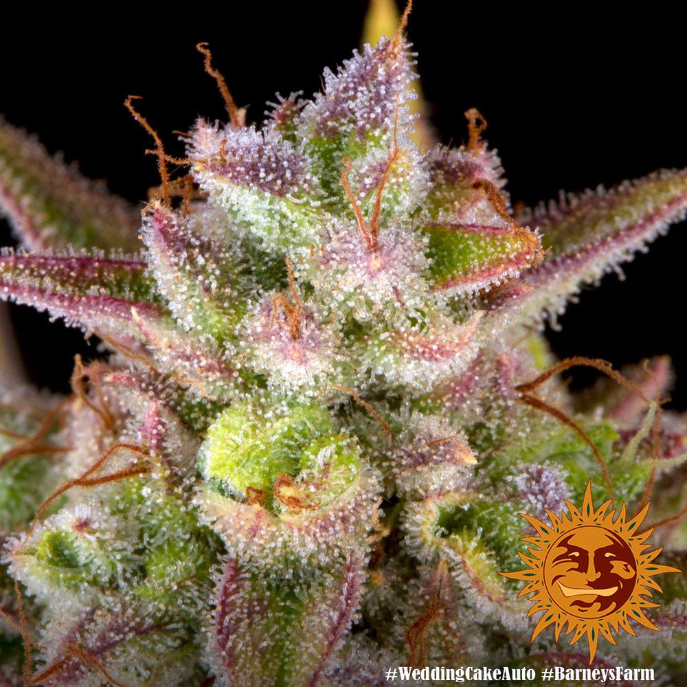 Barney's Farm - Wedding Cake Auto (auto/fem.)