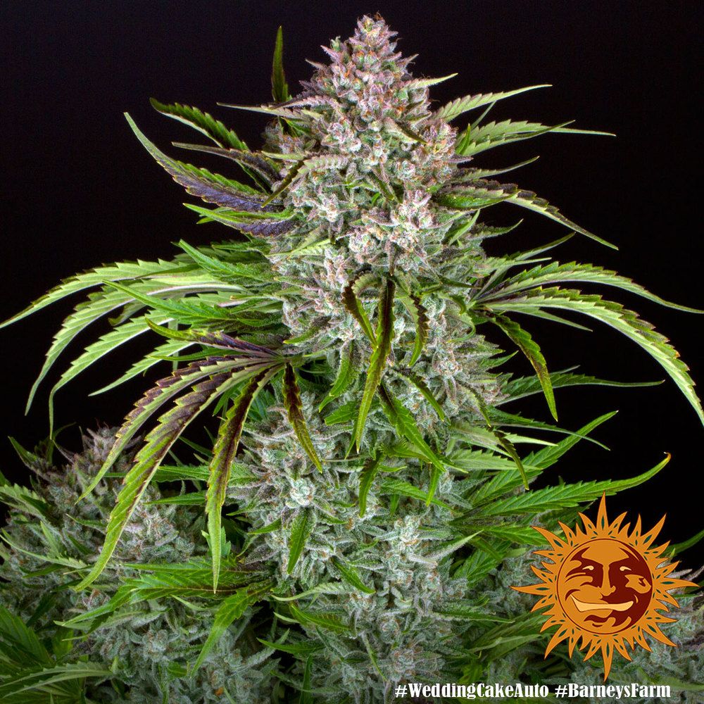 Barney's Farm - Wedding Cake Auto (auto/fem.)