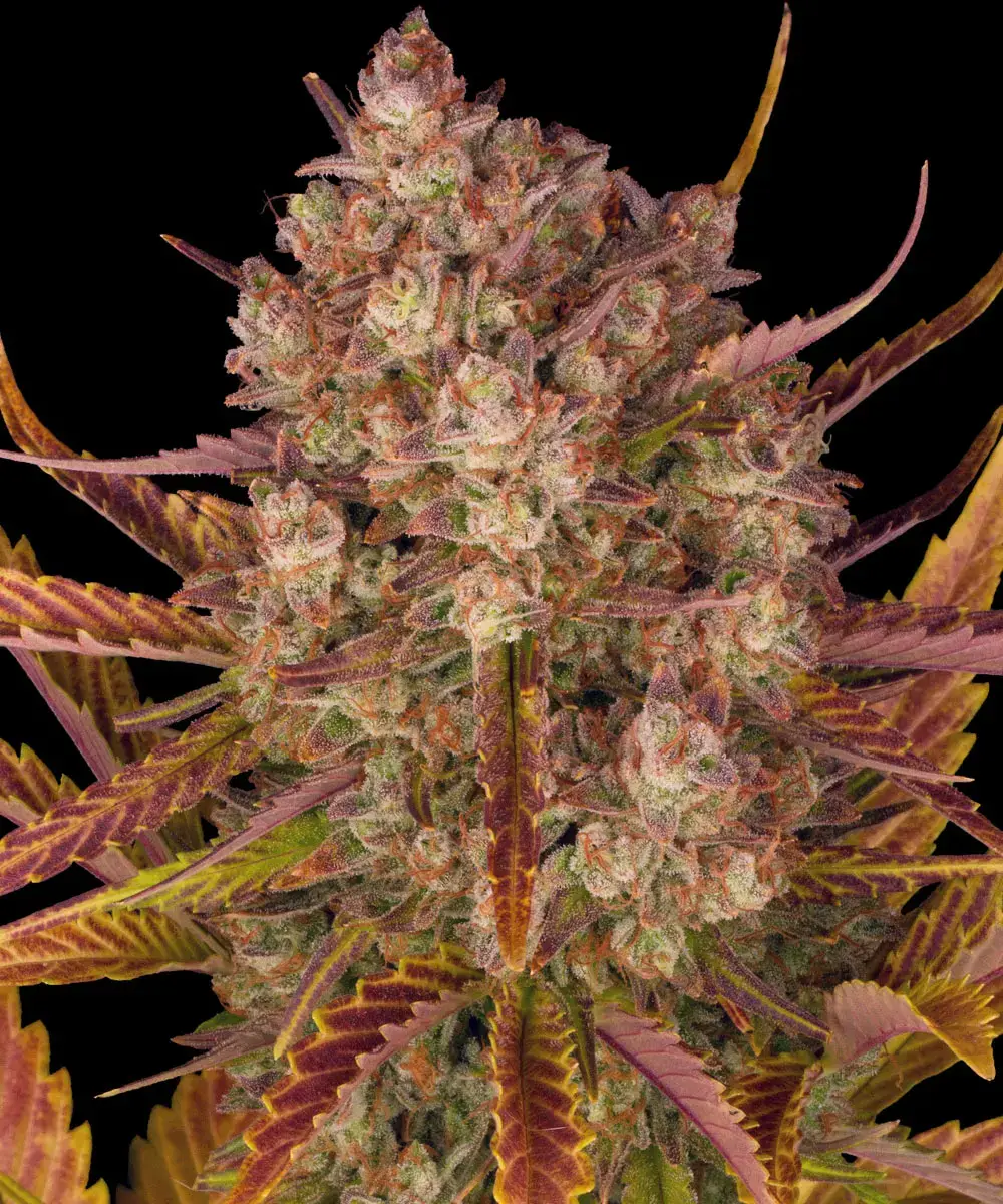 Barney's Farm - Dos Si Dos Auto (auto/fem.)
