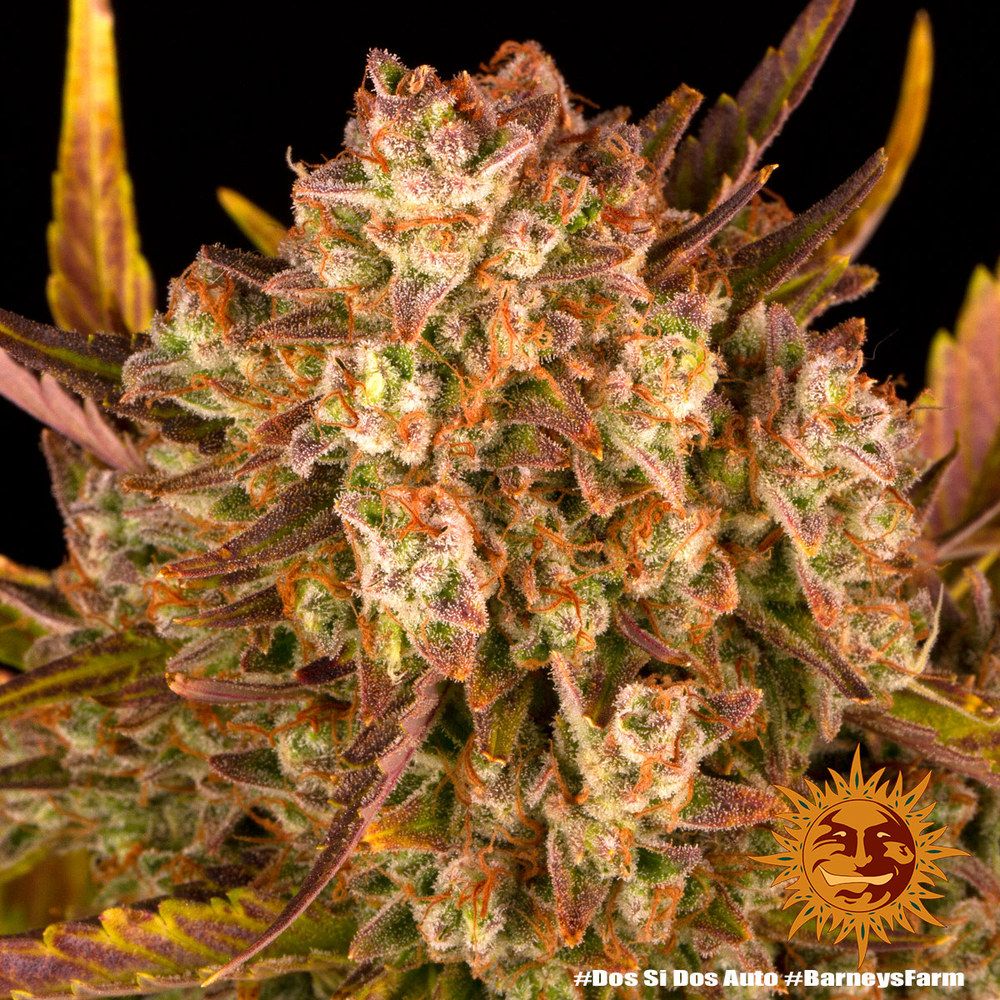 Barney's Farm - Dos Si Dos Auto (auto/fem.)