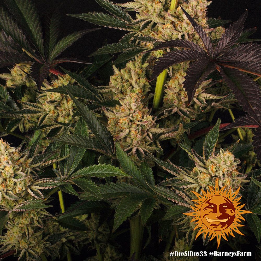 Barney's Farm - Dos Si Dos 33 (fem.)