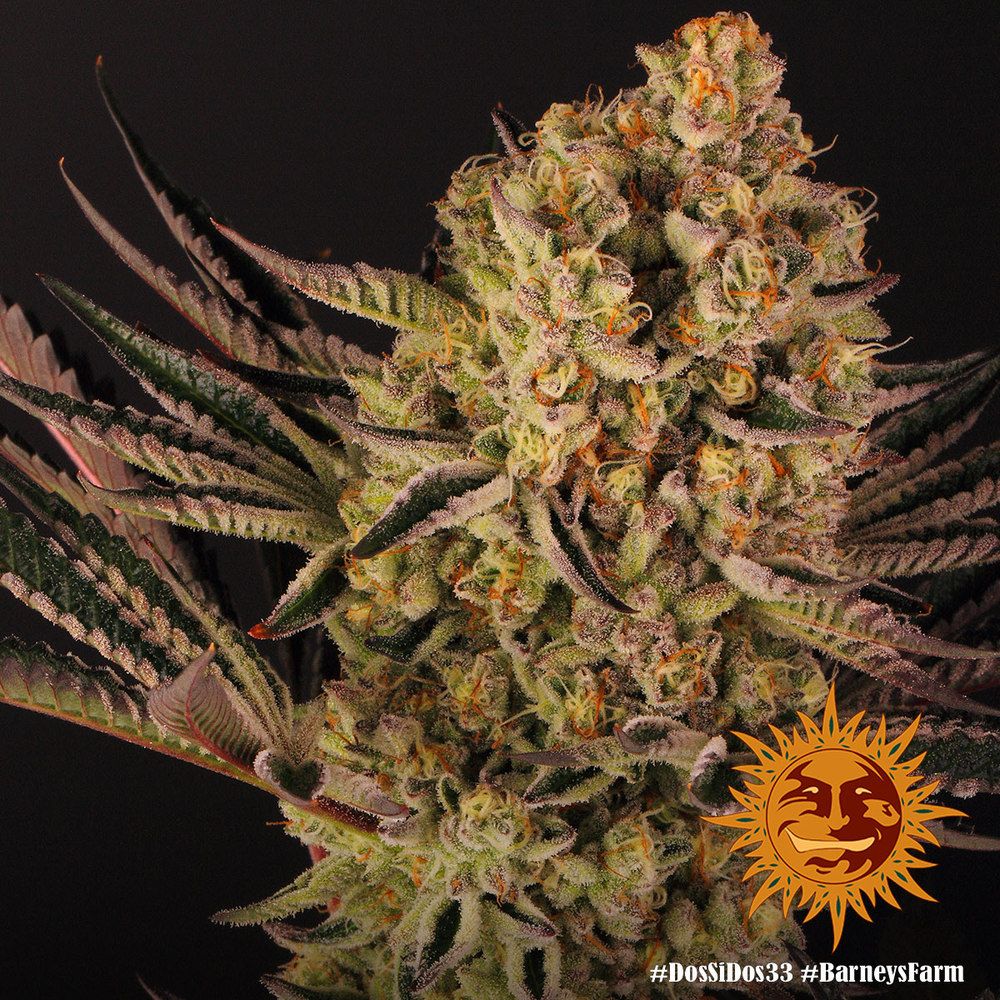 Barney's Farm - Dos Si Dos 33 (fem.)