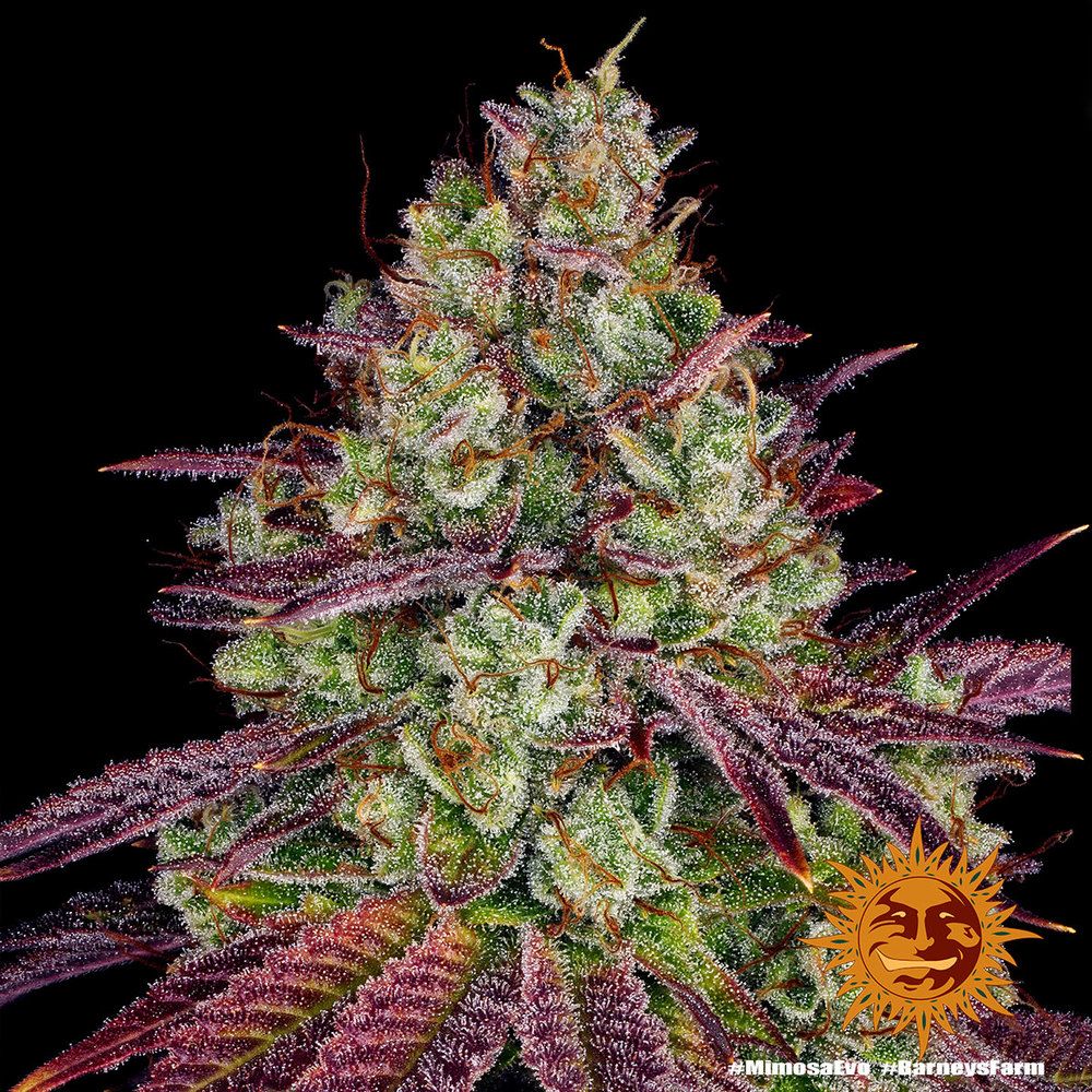 Barney's Farm - Mimosa Evo (fem.)