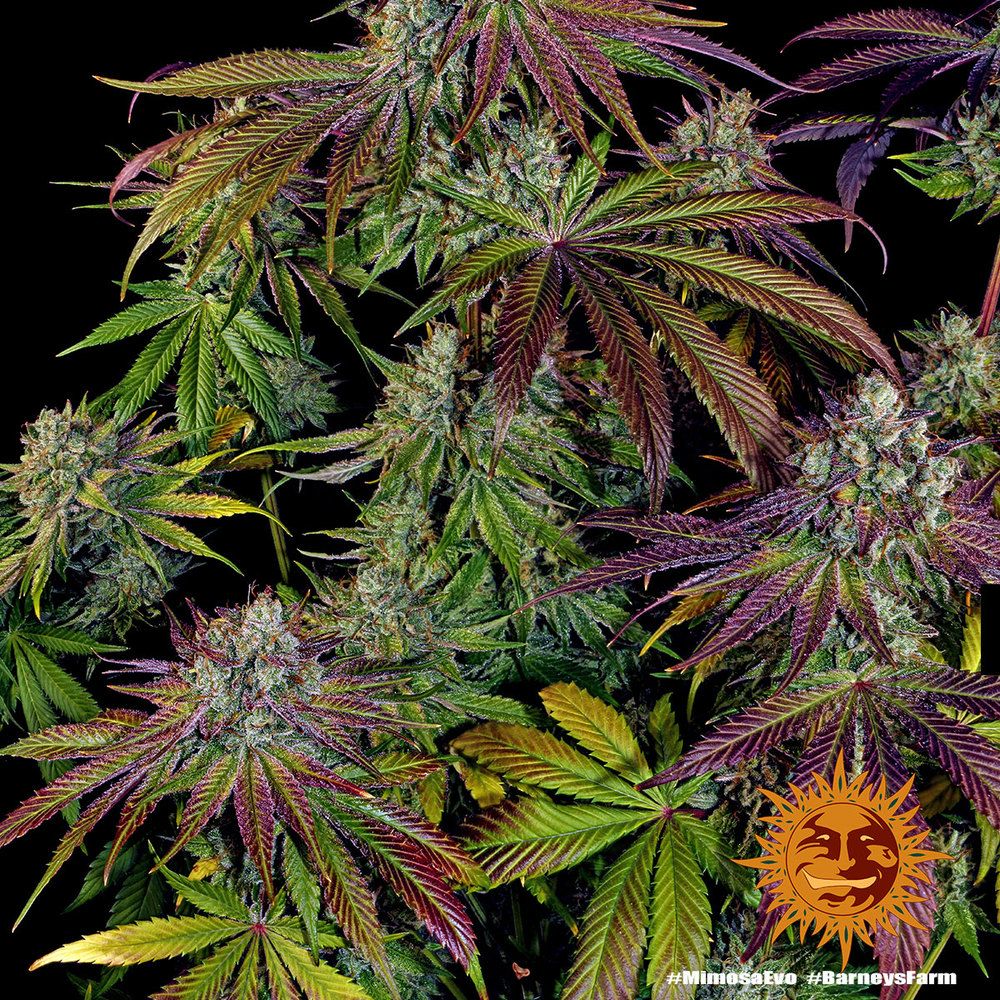 Barney's Farm - Mimosa Evo (fem.)