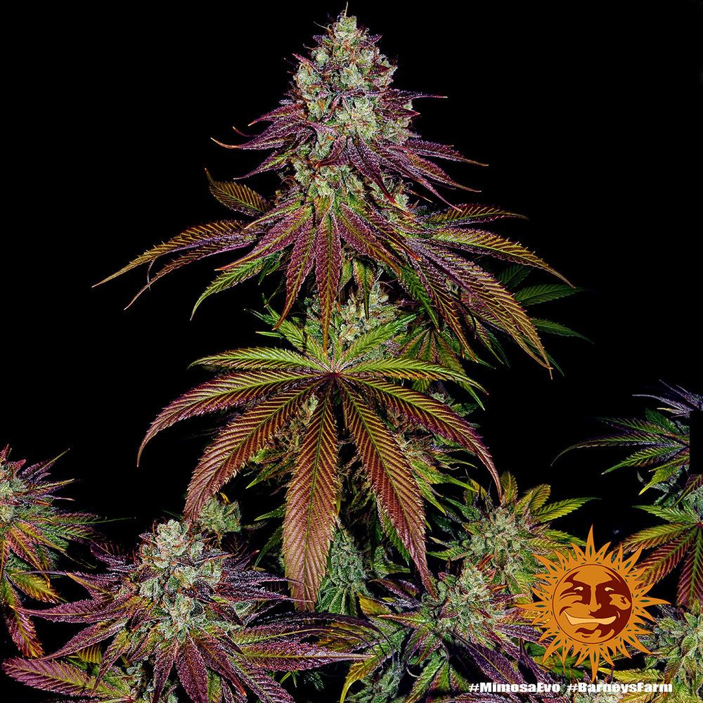 Barney's Farm - Mimosa Evo (fem.)