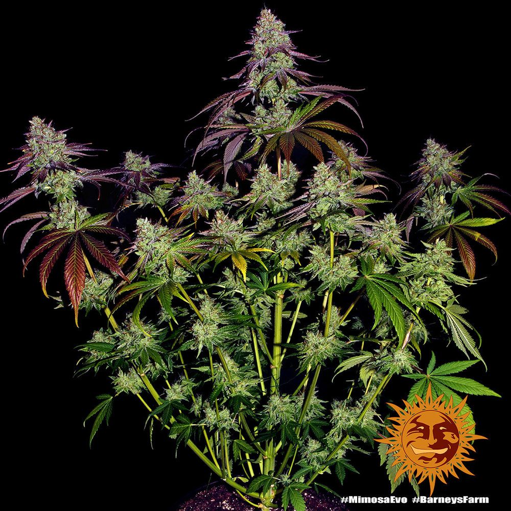 Barney's Farm - Mimosa Evo (fem.)