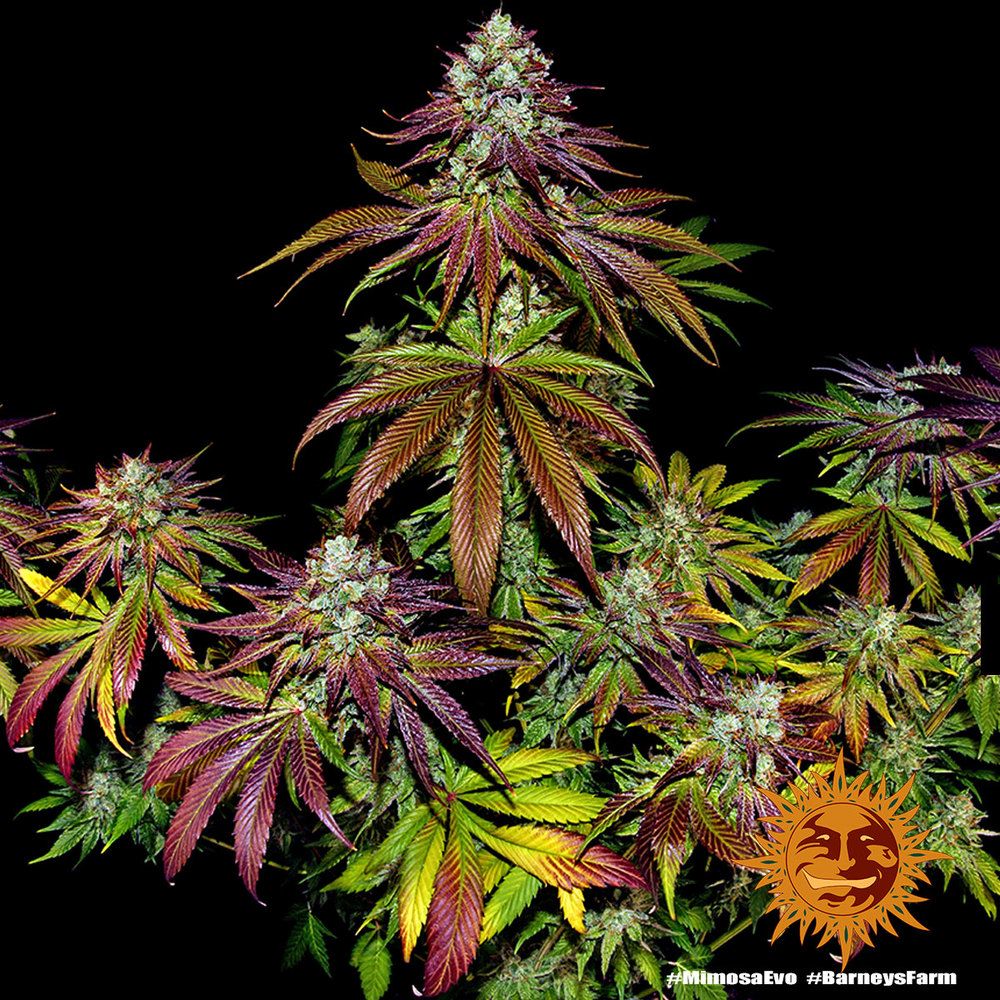 Barney's Farm - Mimosa Evo (fem.)
