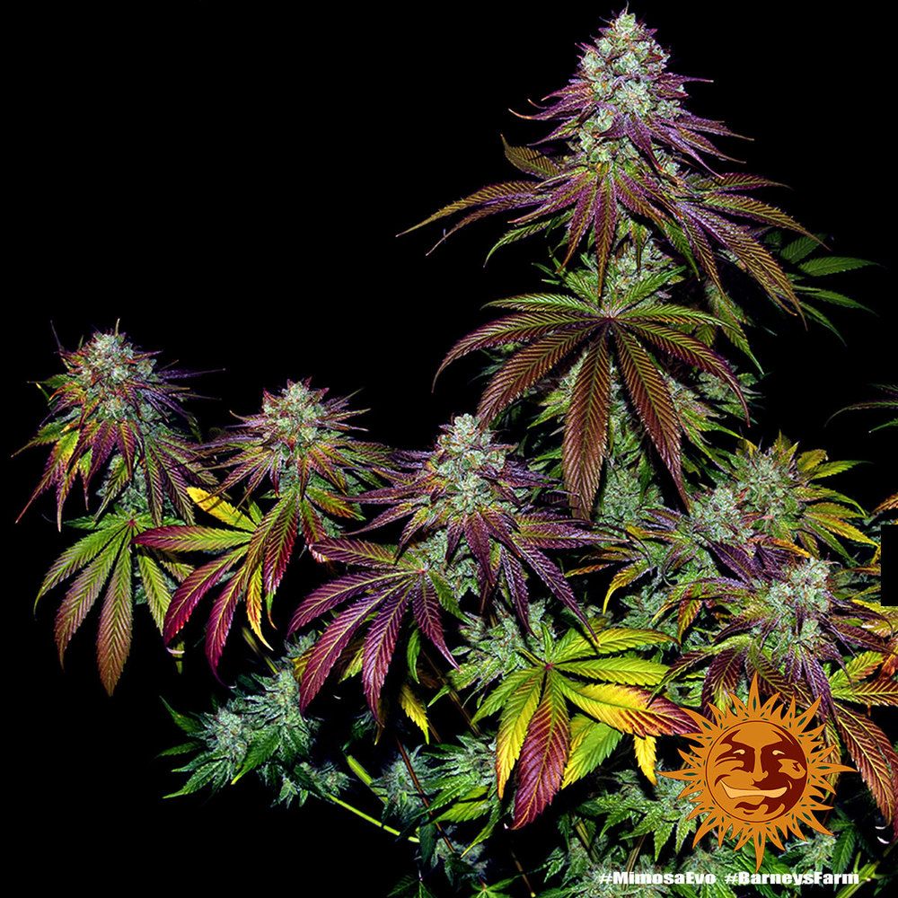 Barney's Farm - Mimosa Evo (fem.)