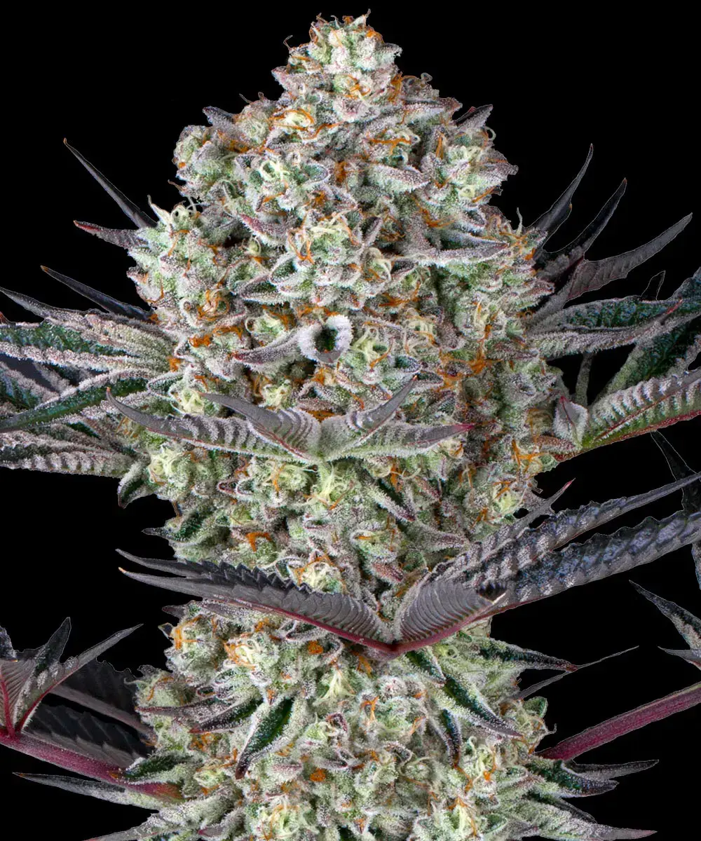Barney's Farm - Dos Si Dos 33 (fem.)