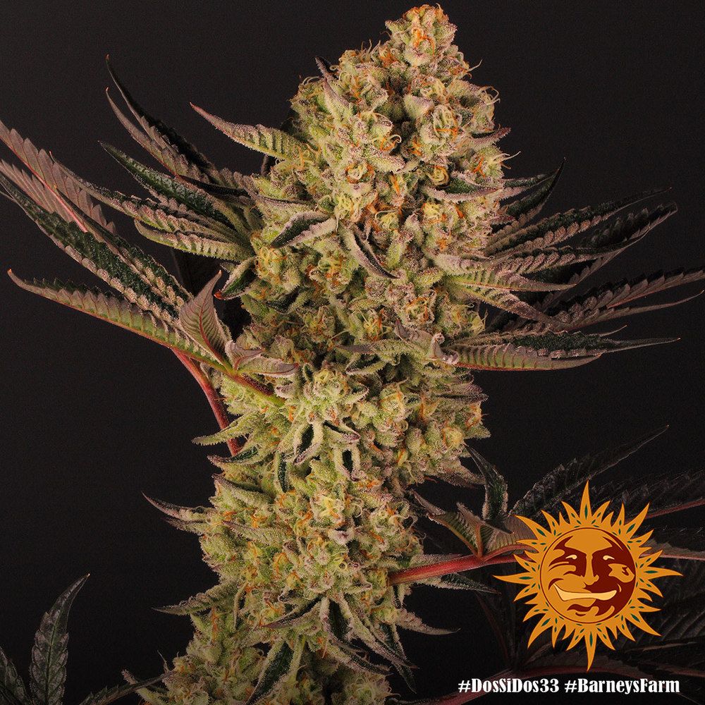 Barney's Farm - Dos Si Dos 33 (fem.)