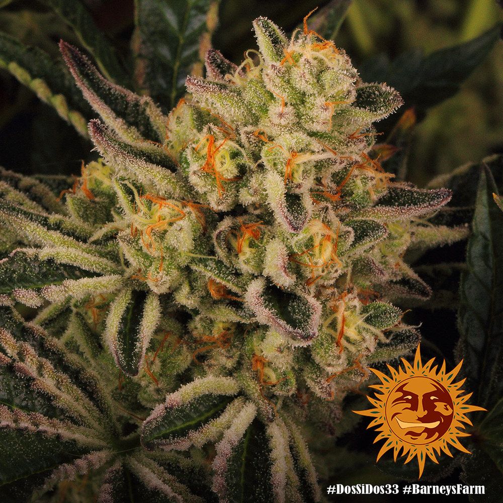 Barney's Farm - Dos Si Dos 33 (fem.)
