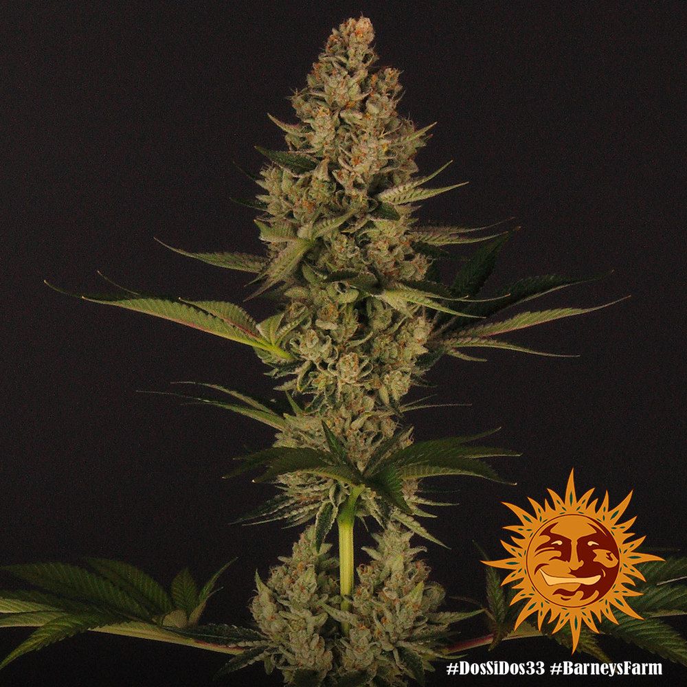 Barney's Farm - Dos Si Dos 33 (fem.)