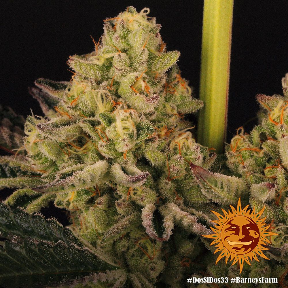 Barney's Farm - Dos Si Dos 33 (fem.)