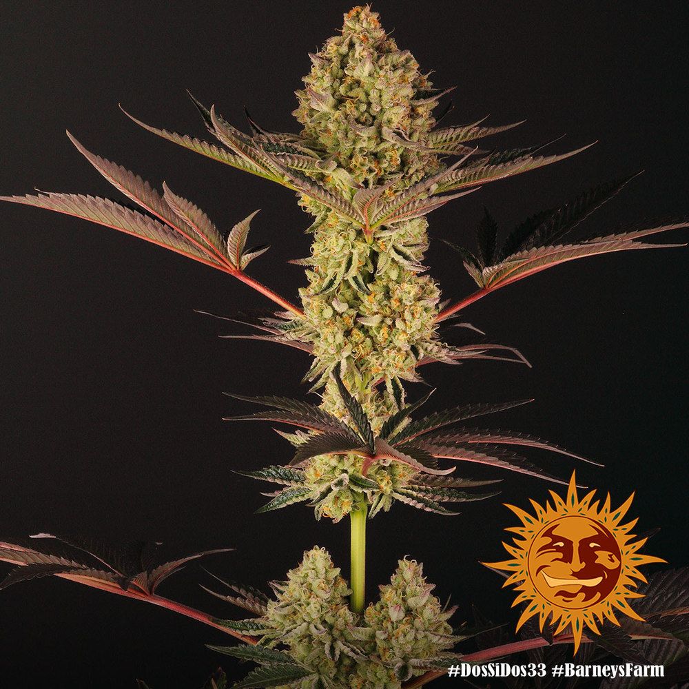 Barney's Farm - Dos Si Dos 33 (fem.)