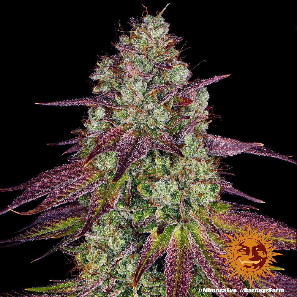 Barney's Farm - Mimosa Evo (fem.)