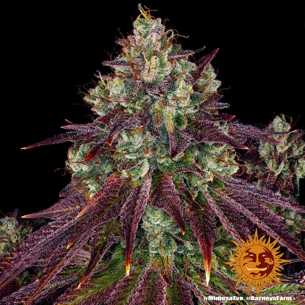 Barney's Farm - Mimosa Evo (fem.)