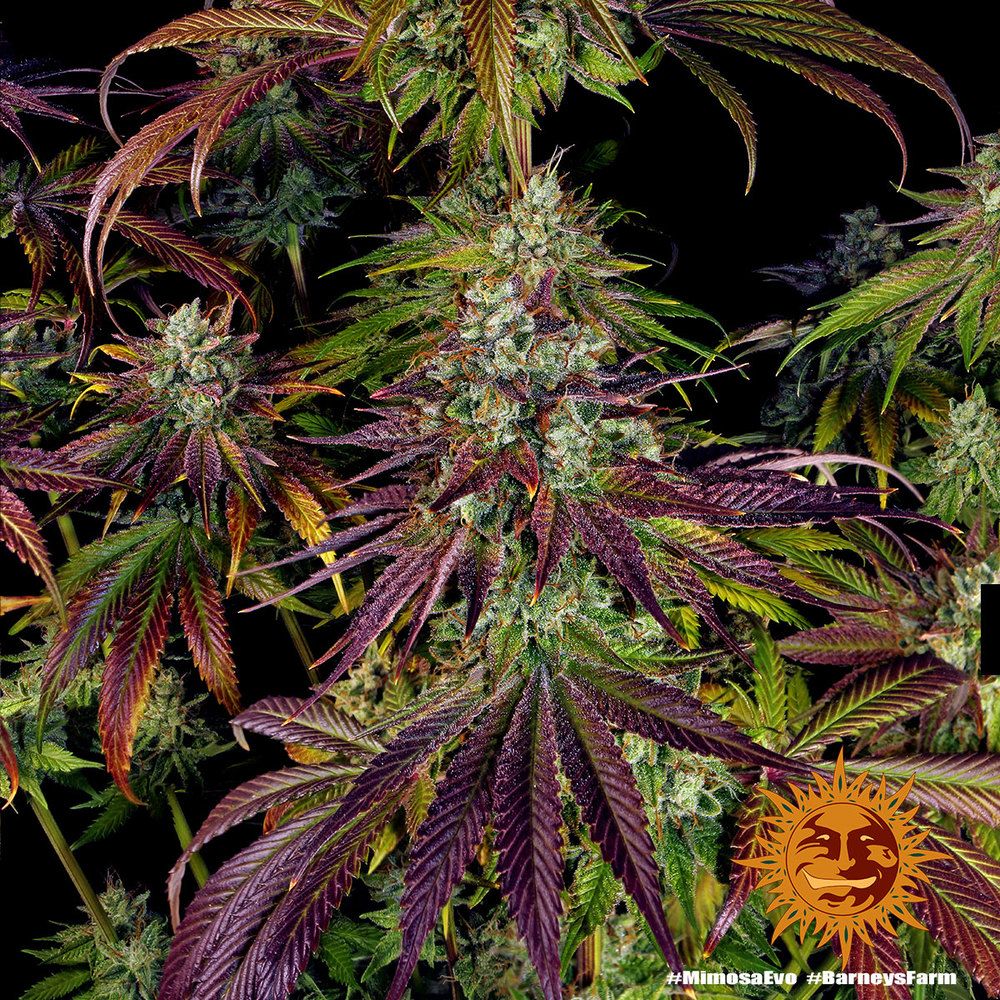Barney's Farm - Mimosa Evo (fem.)