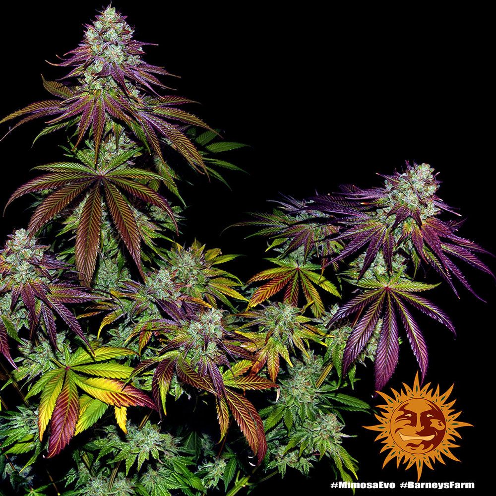 Barney's Farm - Mimosa Evo (fem.)