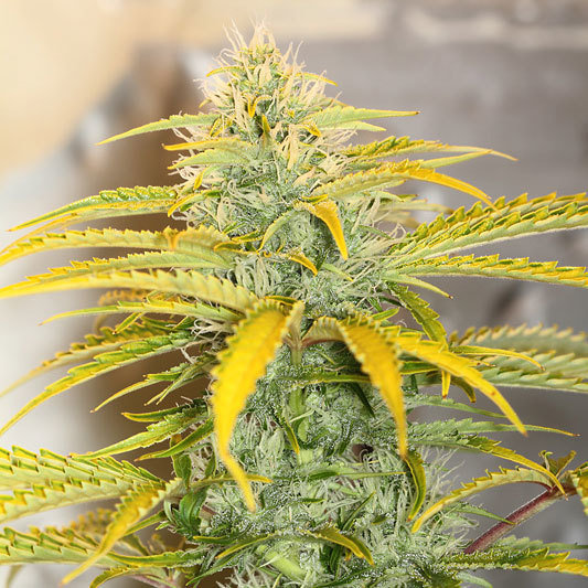 Short Stuff Seeds - Auto Gorilla OG (auto/fem.)
