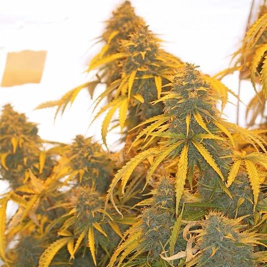 Short Stuff Seeds - Auto Gorilla OG (auto/fem.)