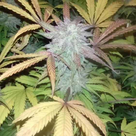 Short Stuff Seeds - Auto Gorilla OG (auto/fem.)