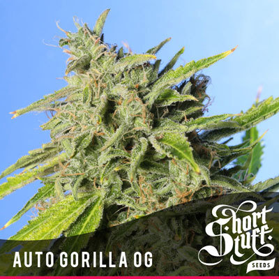 Short Stuff Seeds - Auto Gorilla OG (auto/fem.) 05197