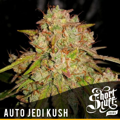Short Stuff Seeds - Auto Jedi Kush (auto/fem.)